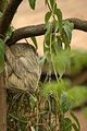 leipzig zoo-01_07_2011_gondwanaland_106